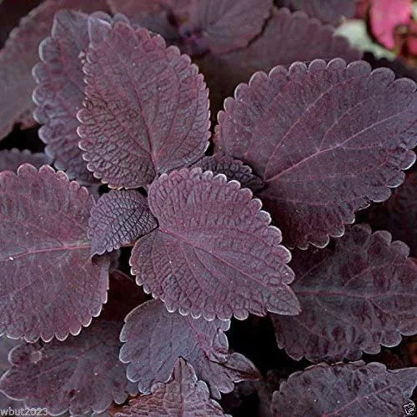 Deep Purple Coleus Flower seeds for Planting Bright Blooms, Heirloom & GMO Free Seeds for Home Garden vegetable and garden seeds