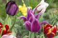 Violet Tulip Flower seeds for Planting Wildflower Mix, Heirloom & GMO Free Seeds for Home Garden seeds for planting