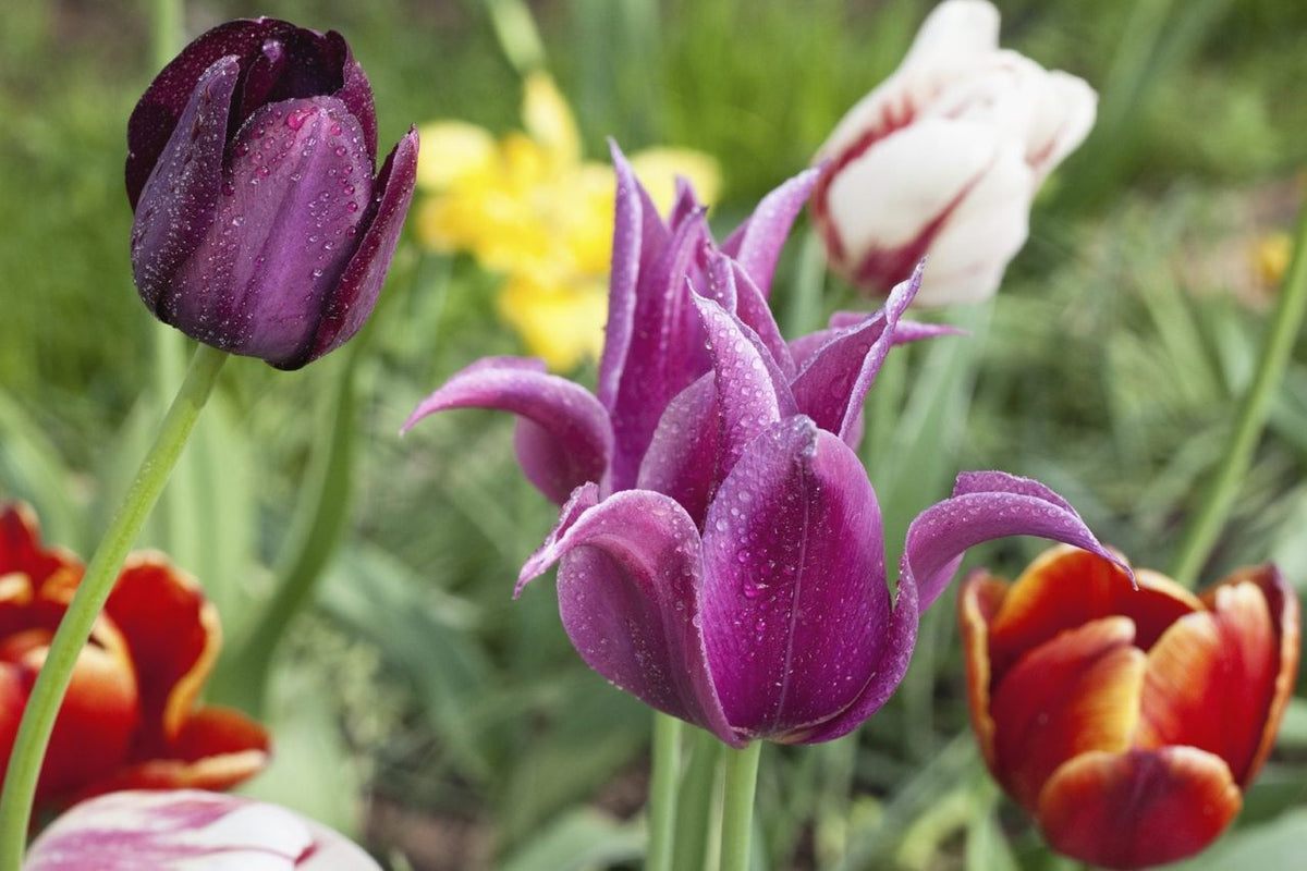 Violet Tulip Flower seeds for Planting Wildflower Mix, Heirloom & GMO Free Seeds for Home Garden seeds for planting