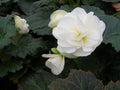 Tuberous Begonia Flower seeds for Planting Sun Loving, Heirloom & GMO Free Seeds for Home Garden seeds for planting