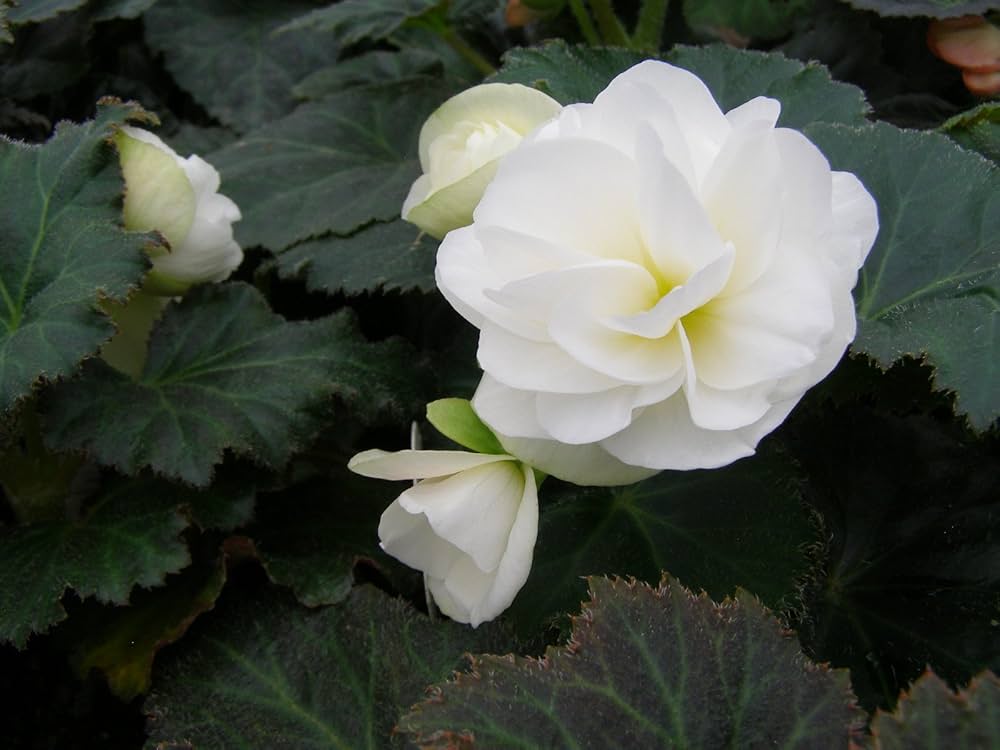 Tuberous Begonia Flower seeds for Planting Sun Loving, Heirloom & GMO Free Seeds for Home Garden seeds for planting
