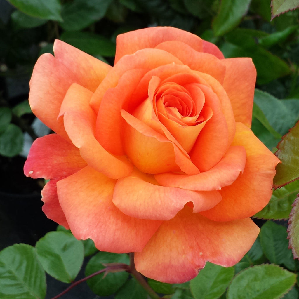 Orange Promise Rose Flower seeds for Planting Bright Blooms, Heirloom & GMO Free Seeds for Home Garden Sale seeds for planting