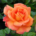Orange Promise Rose Flower seeds for Planting Bright Blooms, Heirloom & GMO Free Seeds for Home Garden Sale seeds for planting