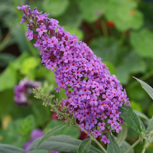Blue Buddleia Butterfly Bush Flower seeds for Planting Cut Flower Favorite, Heirloom & GMO Free Seeds for Home Garden seeds for planting