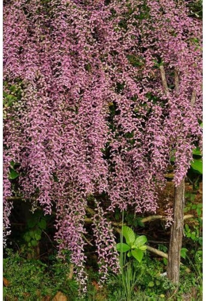 Shower Orchid or Wooly Congea or Congea Tomentosa Flower seeds for Planting Sun Loving, Heirloom & GMO Free Seeds for Home Garden seeds for planting