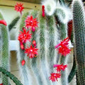 Fresh Monkey Tail Flower seeds for Planting Vibrant Colors, Heirloom & GMO Free Seeds for Home Garden seeds for planting