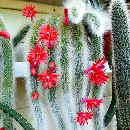 Monkey Tail Cactus Seeds Flower seeds for Planting - Low Maintenance, Heirloom & GMO Free Seeds for Home Garden