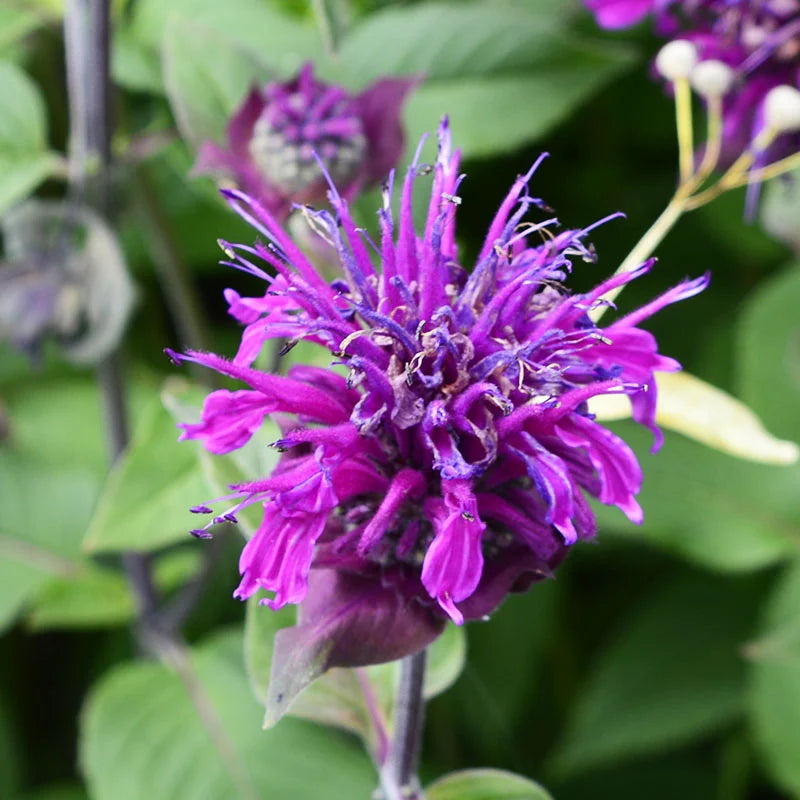 Purple Monarda Didyma Flower seeds for Planting Garden Favorite, Heirloom & GMO Free Seeds for Home Garden seeds for planting