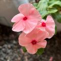 Light Pink Vinca Periwinkle Flower seeds for Planting Sun Loving, Heirloom & GMO Free Seeds for Home Garden seeds for planting