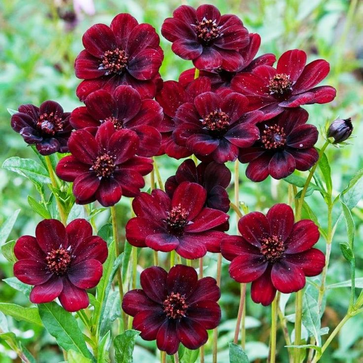 Marron Atrosanguineus Flower seeds for Planting Hardy Variety, Heirloom & GMO Free Seeds for Home Garden seeds for planting