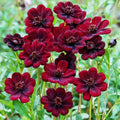 Marron Atrosanguineus Flower seeds for Planting Hardy Variety, Heirloom & GMO Free Seeds for Home Garden seeds for planting