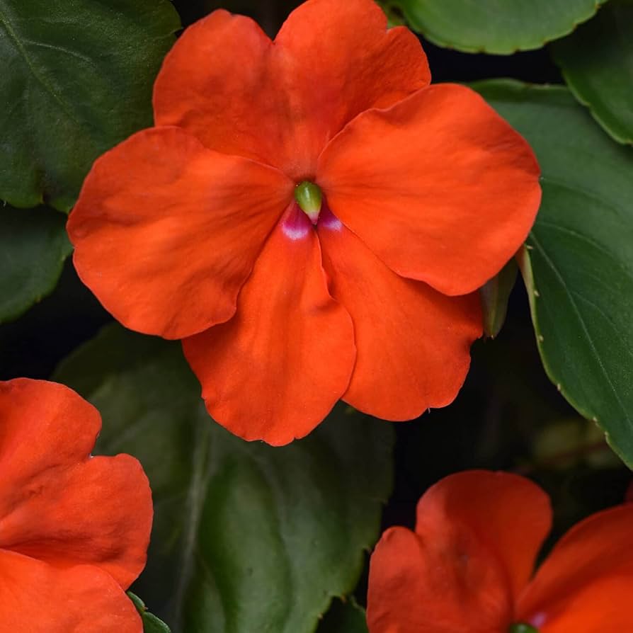 Orange Impatiens Flower seeds for Planting Bright Blooms, Heirloom & GMO Free Seeds for Home Garden seeds for planting