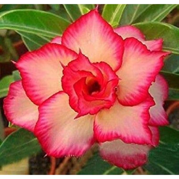 Pink Obesum Flower seeds for Planting Low Maintenance, Heirloom & GMO Free Seeds for Home Garden seeds for planting