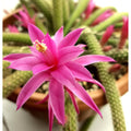 Aporocactus Flower seeds for Planting Pollinator Friendly Heirloom & GMO Free Seeds for Home Garden seeds for planting