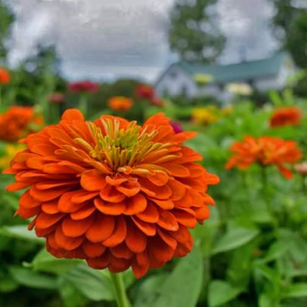 Orange Yellow Zinnia Flower seeds for Planting Long Bloom Season, Heirloom & GMO Free Seeds for Home Garden seeds for planting