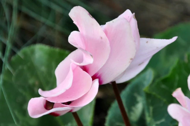Pale Pink Cyclamen Flower seeds for Planting Shade Tolerant, Heirloom & GMO Free Seeds for Home Garden seeds for home gardening