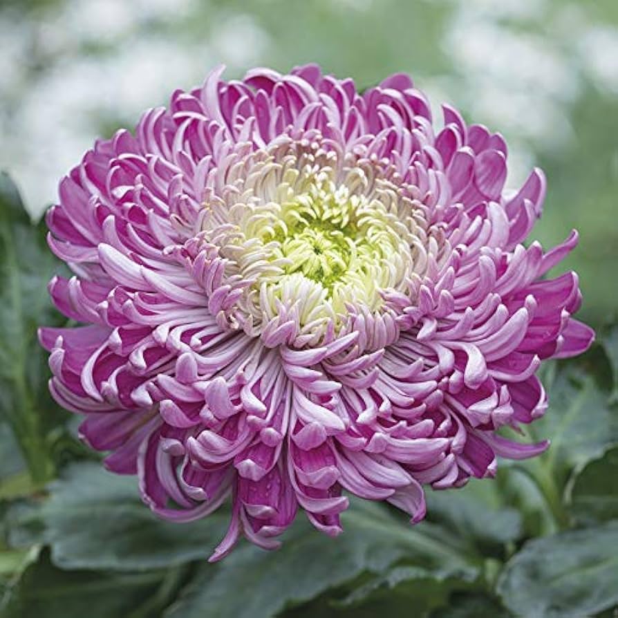 Purple White Chrysanthemum Flower seeds for Planting Drought Tolerant, Heirloom & GMO Free Seeds for Home Garden seeds for planting