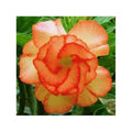 Orange Adenium Flower seeds for Planting Seasonal Bloomer, Heirloom & GMO Free Seeds for Home Garden seeds for planting