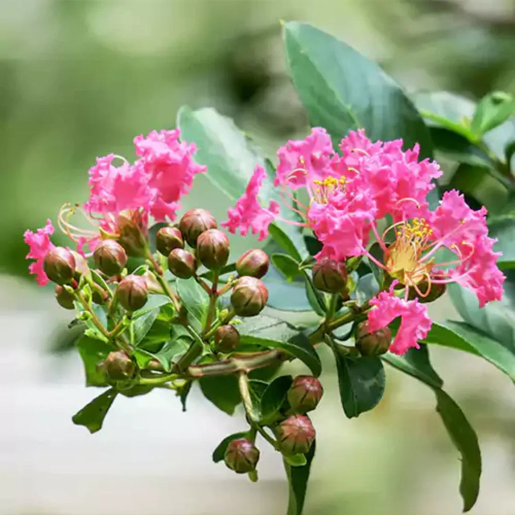 Pink Crape Myrtle Flower seeds for Planting Garden Favorite, Heirloom & GMO Free Seeds for Home Garden seeds for planting