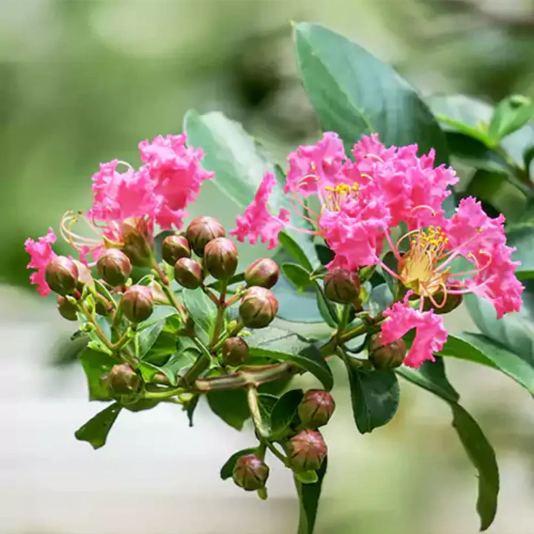Pink Crape Myrtle Flower seeds for Planting Garden Favorite, Heirloom & GMO Free Seeds for Home Garden seeds for planting