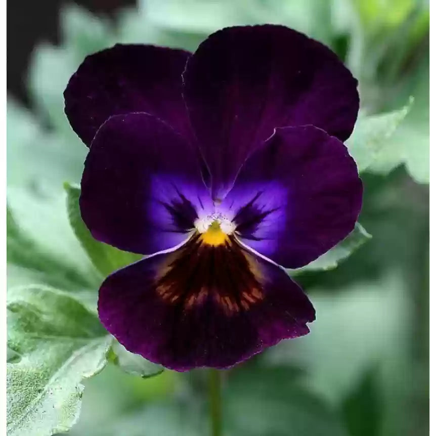Violet Pansy Flower seeds for Planting Compact Growth, Heirloom & GMO Free Seeds for Home Garden seeds for planting