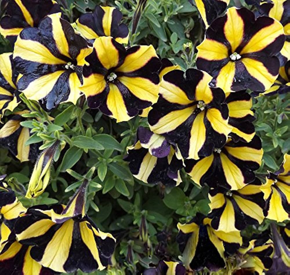 Yellow Black Playmates Flower seeds for Planting Sun Loving, Heirloom & GMO Free Seeds for Home Garden seeds for planting