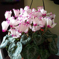 Purple White Cyclamen Flower seeds for Planting Easy to Grow, Heirloom & GMO Free Seeds for Home Garden seeds for planting