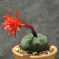 Red Matucana Flower seeds for Planting Cottage Garden Essential, Heirloom & GMO Free Seeds for Home Garden seeds for planting