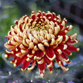 Yellow Red Chrysanthemum Flower seeds for Planting Seasonal Bloomer, Heirloom & GMO Free Seeds for Home Garden seeds for planting