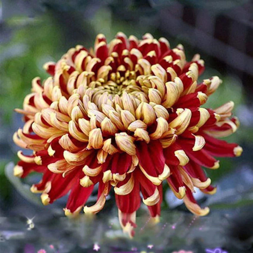 Yellow Red Chrysanthemum Flower seeds for Planting Seasonal Bloomer, Heirloom & GMO Free Seeds for Home Garden seeds for planting
