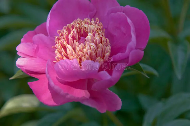 High quality Pink Paeonia Tenuifolia Flower seeds for Planting Perfect for Borders, Heirloom & GMO Free Seeds for Home Garden seeds pack