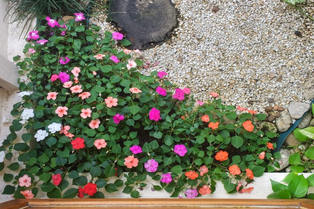 Lizzie Flower seeds for Planting Wildflower Mix, Heirloom & GMO Free Seeds for Home Garden seeds for home gardening