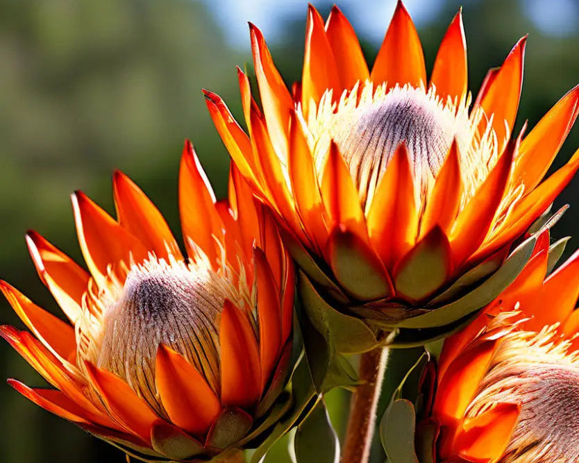 Orange Protea Flower seeds for Planting Cottage Garden Essential, Heirloom & GMO Free Seeds for Home Garden seeds for planting