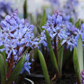 Scilla Bifolia Flower seeds for Planting Premium Quality, Heirloom & GMO Free Seeds for Home Garden seeds for planting
