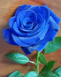 Thai Blue Rose Flower seeds for Planting Colorful Display, Heirloom & GMO Free Seeds for Home Garden seeds for planting