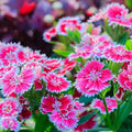 Dianthus Flower seeds for Planting Hardy Variety Heirloom & GMO Free Seeds for Home Garden seeds for planting