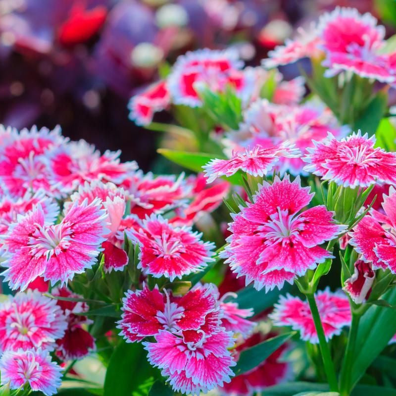 Dianthus Flower seeds for Planting Hardy Variety Heirloom & GMO Free Seeds for Home Garden seeds for planting