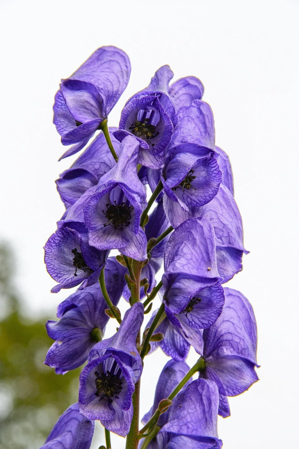 High quality Blue Aconitum Napellus Flower seeds for Planting Premium Quality, Heirloom & GMO Free Seeds for Home Garden seeds pack