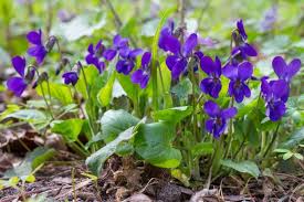 High quality Purple Viola Odorata Flower seeds for Planting Pollinator Friendly, Heirloom & GMO Free Seeds for Home Garden seeds pack