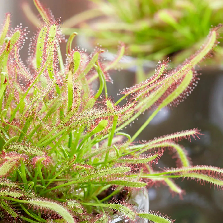 Green Sundew Clip Flower seeds for Planting Bright Blooms, Heirloom & GMO Free Seeds for Home Garden seeds for planting