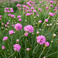 Maritima Flower seeds for Planting Bright Blooms Heirloom & GMO Free Seeds for Home Garden seeds for planting