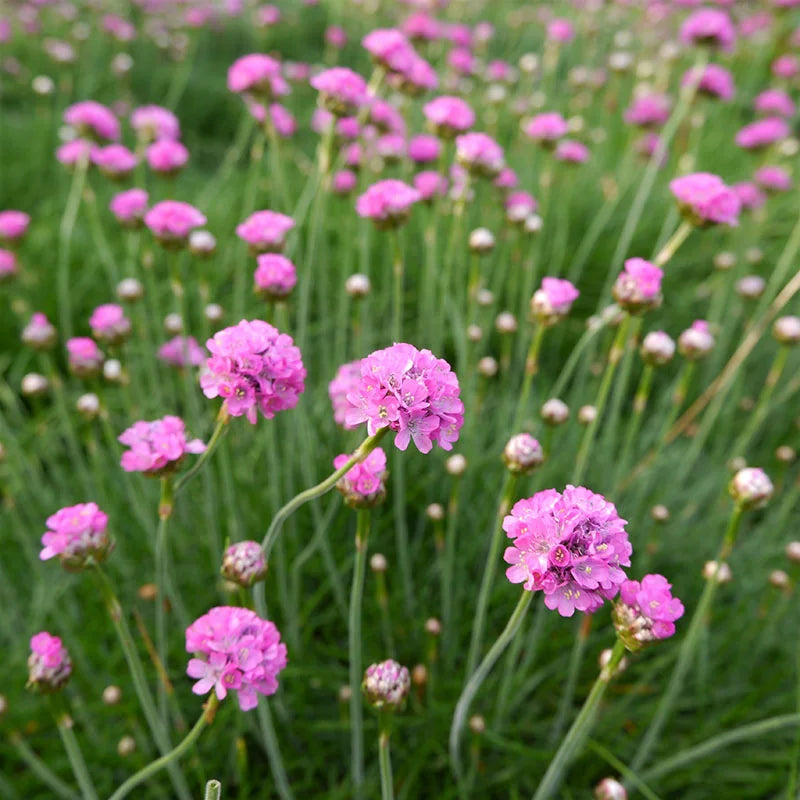 Maritima Flower seeds for Planting Bright Blooms Heirloom & GMO Free Seeds for Home Garden seeds for planting