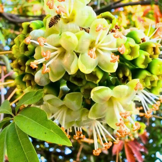 Light Yellow Ceiba Pentandra Flower seeds for Planting Cottage Garden Essential, Heirloom & GMO Free Seeds for Home Garden seeds for planting
