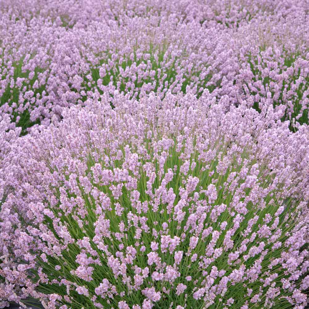 Pink Lavender Marjoram Flower seeds for Planting Hardy Variety, Heirloom & GMO Free Seeds for Home Garden seeds for planting