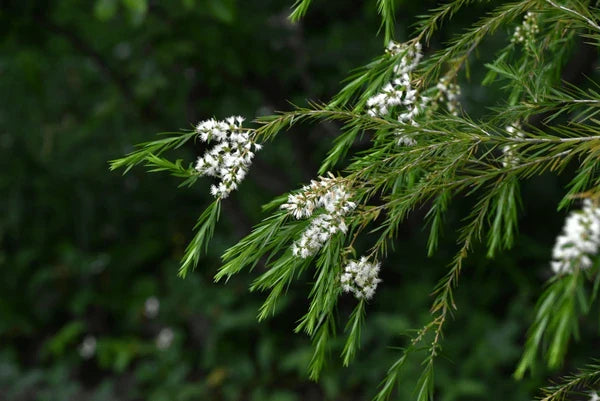 Fresh Alternifolia Flower seeds for Planting Seasonal Bloomer, Heirloom & GMO Free Seeds for Home Garden seeds for planting