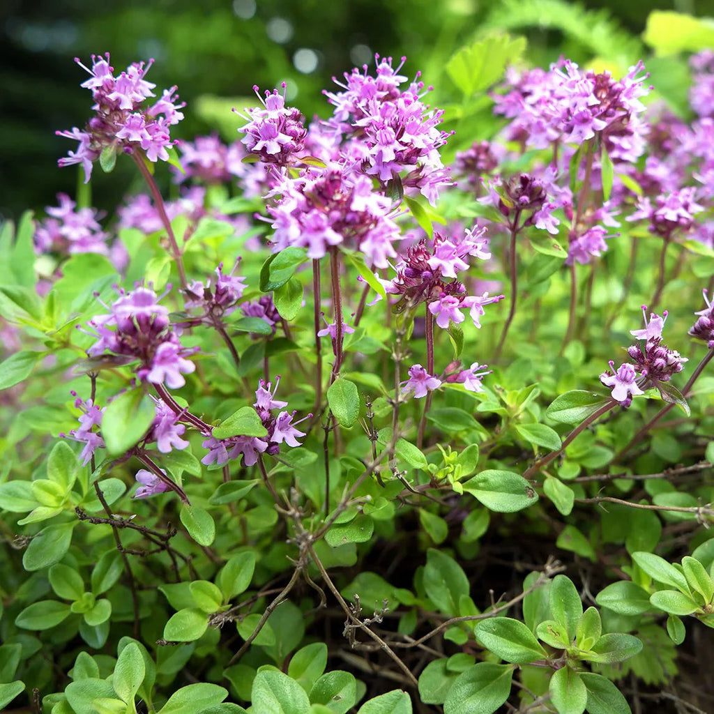 Pink Creeping Thyme Flower seeds for Planting Easy to Grow Heirloom & GMO Free Seeds for Home Garden seeds for planting