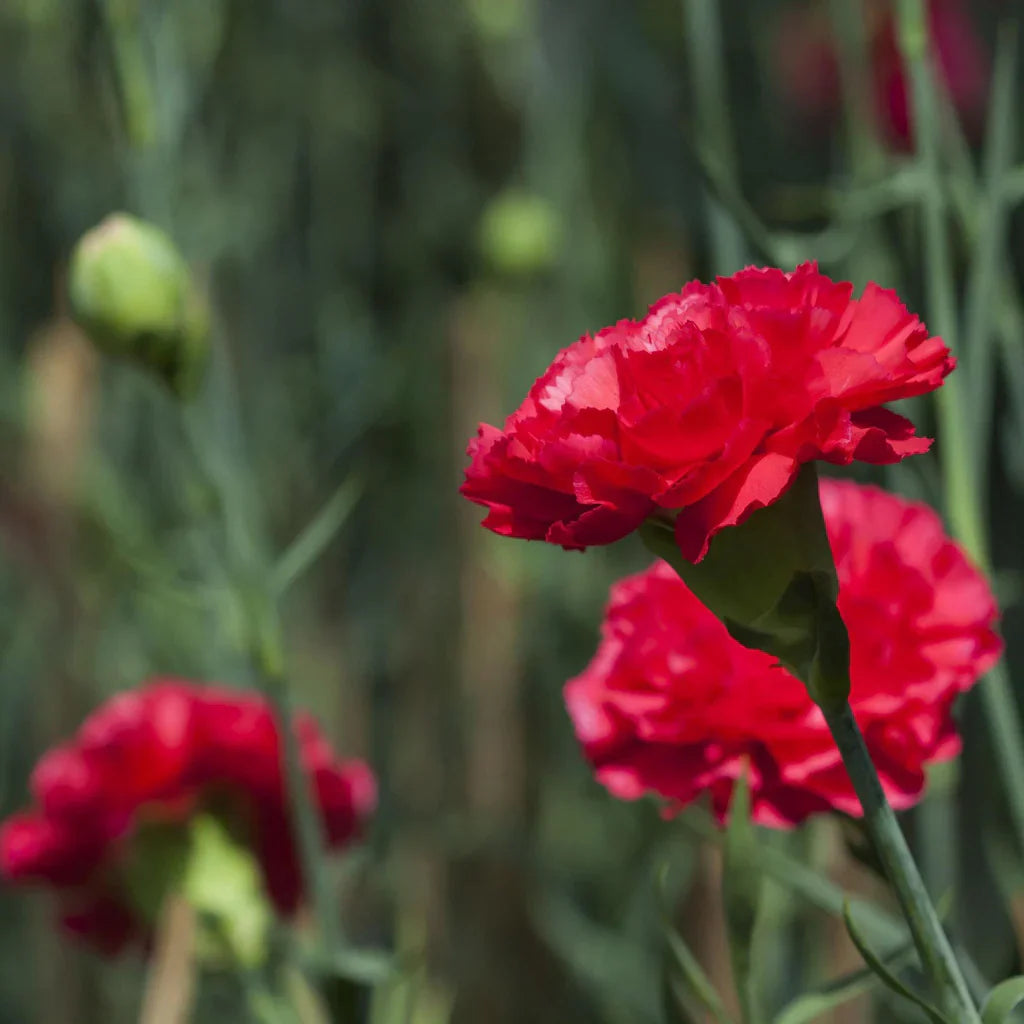 Deep Red Carnation Flower seeds for Planting Premium Quality, Heirloom & GMO Free Seeds for Home Garden seeds for planting