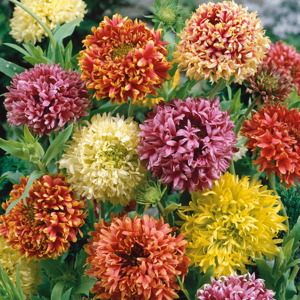 Mixed Gaillardia Flower seeds for Planting Low Maintenance, Heirloom & GMO Free Seeds for Home Garden seeds for planting