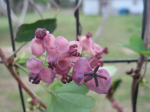High quality Akebia Flower seeds for Planting Vibrant Colors, Heirloom & GMO Free Seeds for Home Garden seeds pack