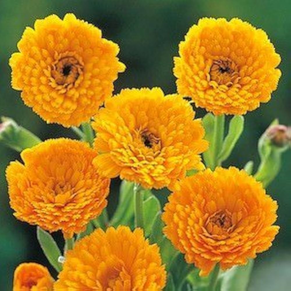 Yellow Flower Pot Flower seeds for Planting Vibrant Colors, Heirloom & GMO Free Seeds for Home Garden seeds for planting